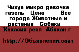 Чихуа микро девочка газель › Цена ­ 65 - Все города Животные и растения » Собаки   . Хакасия респ.,Абакан г.